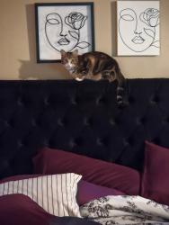 Lost Male Cat last seen Marietta Coffee Company, Marietta, GA 30062