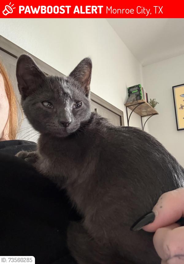 Lost Male Cat last seen Near, Monroe City, TX 77514