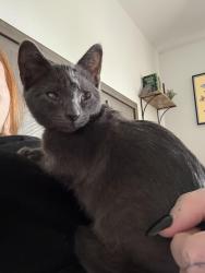 Lost Male Cat last seen Near, Monroe City, TX 77514