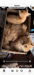 Lost Female Cat last seen Near asbury park, Detroit, MI 48228