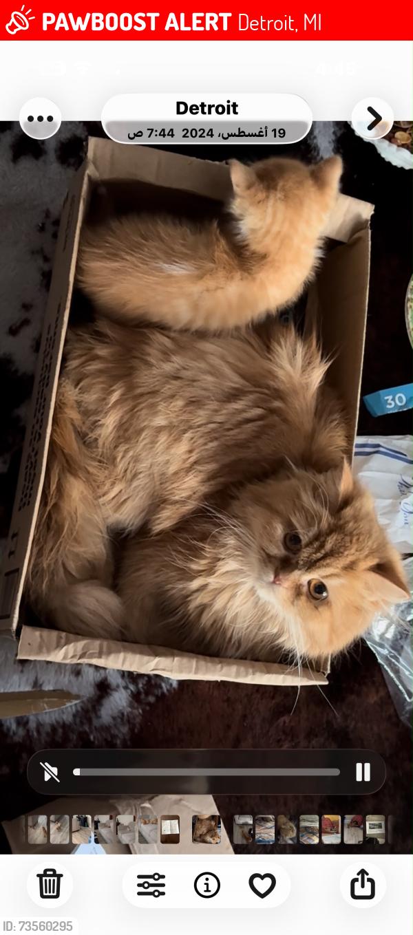 Lost Female Cat last seen Near asbury park, Detroit, MI 48228