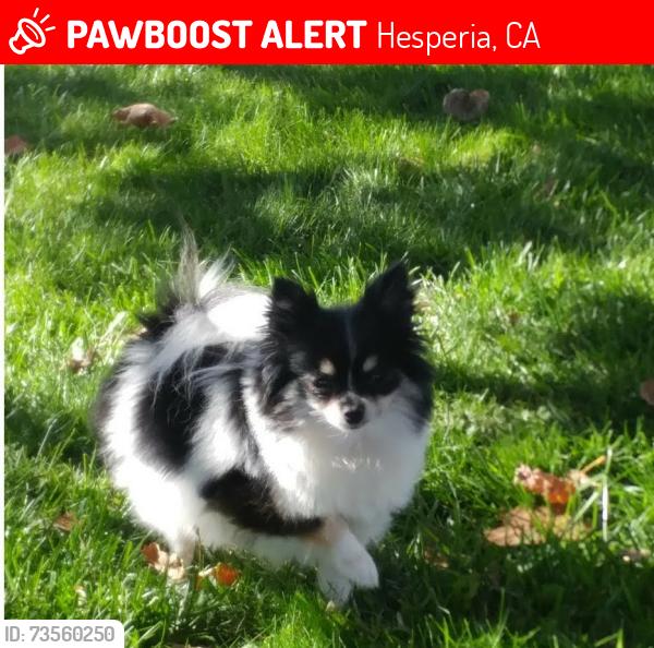 Lost Female Dog last seen Joshua and Muscatel, Hesperia, CA 92345
