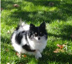 Lost Female Dog last seen Joshua and Muscatel, Hesperia, CA 92345