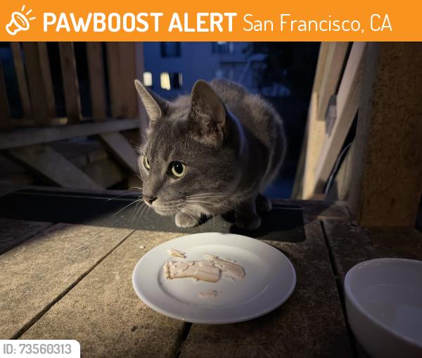 Found/Stray Female Cat last seen Anza and Balboa, San Francisco, CA 94118