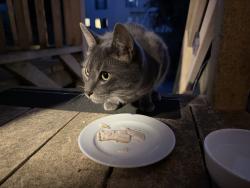 Found/Stray Female Cat last seen Anza and Balboa, San Francisco, CA 94118