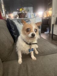 Reunited Male Dog last seen Valle verde, Leander, TX 78641