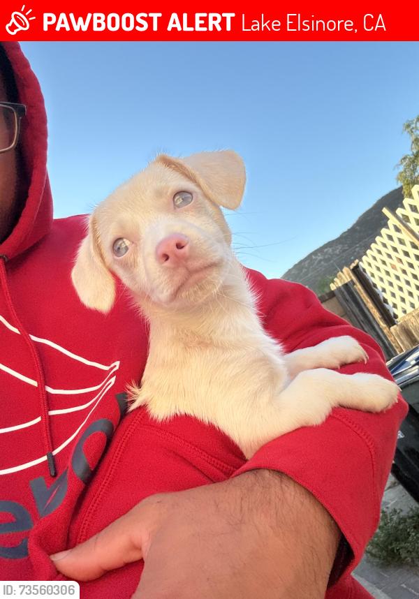 Lost Female Dog last seen Near the Arco gas station on Main Street, Lake Elsinore, CA 92530