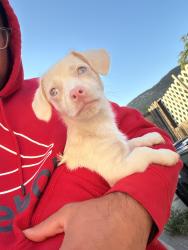 Lost Female Dog last seen Near the Arco gas station on Main Street, Lake Elsinore, CA 92530