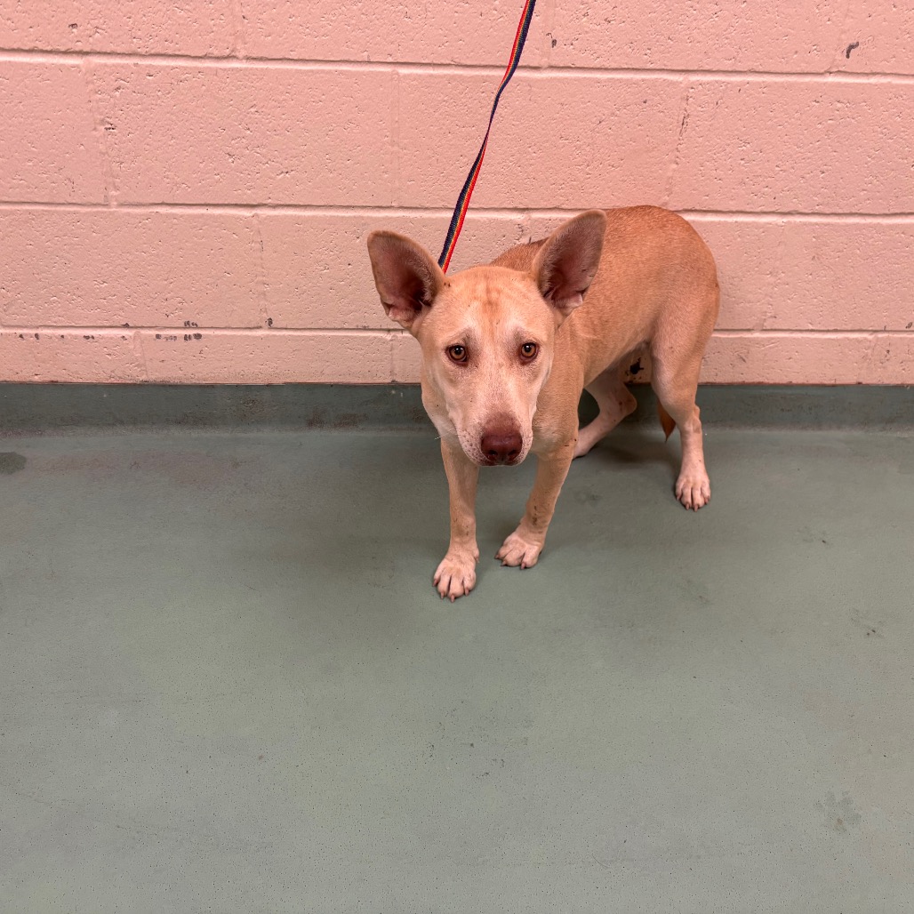 Shelter Stray Female Dog last seen , 2350 Appling City Cove, Memphis, TN 38133, USA