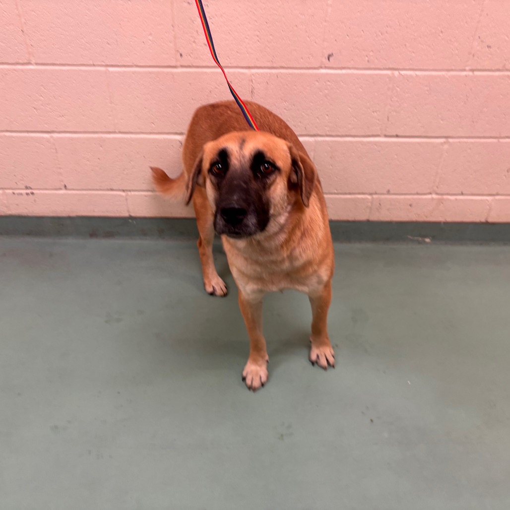 Shelter Stray Female Dog last seen , 2350 Appling City Cove, Memphis, TN 38133, USA