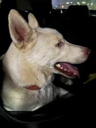Reunited Male Dog last seen Running on Peachtree Industrial along the dealerships, Atlanta, GA 30341