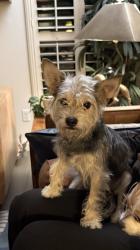 Reunited Male Dog last seen Valle vetde, Leander, TX 78641