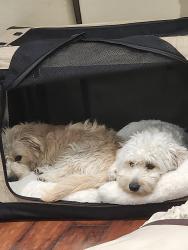 Reunited Male Dog last seen Sunkist Dr, Oakland, CA 94605