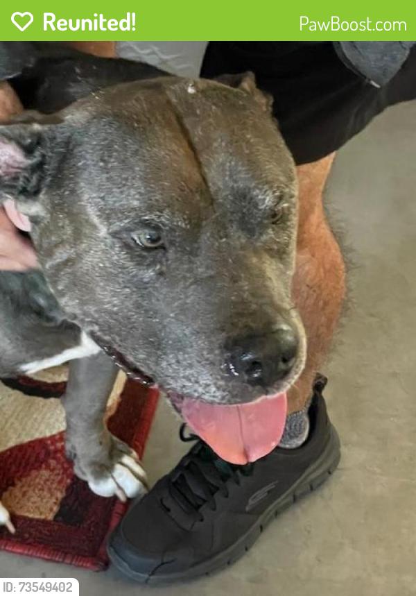 Reunited Male Dog last seen Little rd and Embassy, Pasco County, FL 34653