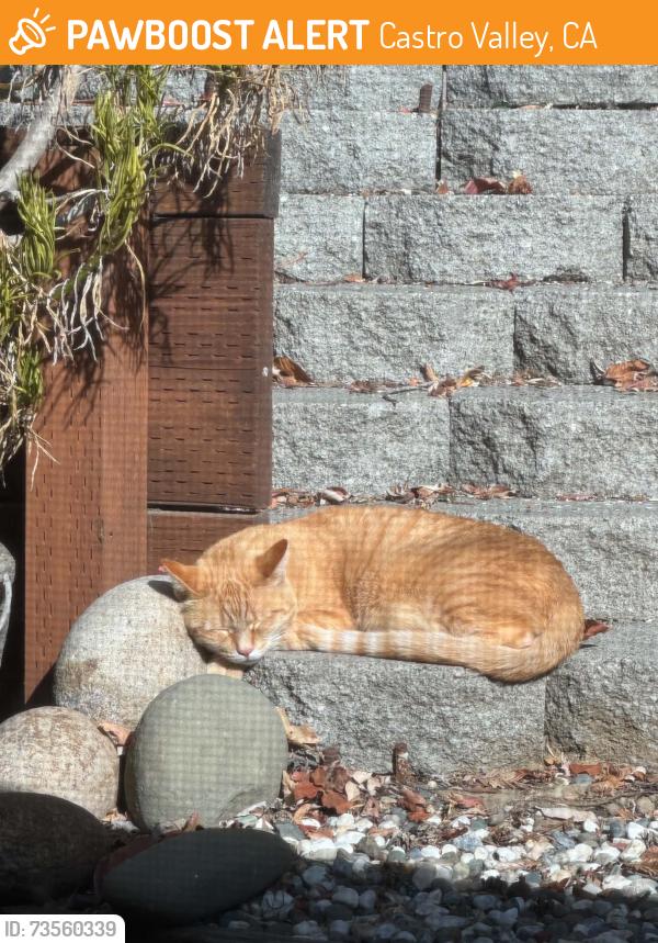 Found/Stray Unknown Cat last seen Malabar, Castro Valley, CA 94546