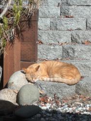 Found/Stray Unknown Cat last seen Malabar, Castro Valley, CA 94546