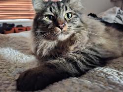 Reunited Unknown Cat last seen Near N Meridian Rd, Meridian, ID 83646, USA, Meridian, ID 83646