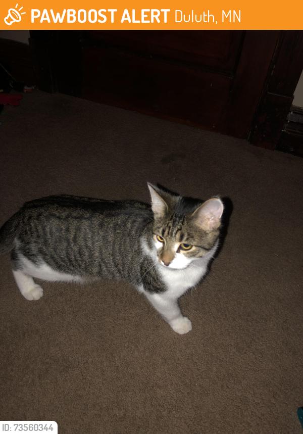 Found/Stray Male Cat last seen N 16th ave E, Duluth, MN 55812