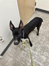 Found/Stray Male Dog last seen Preston & Arapaho, Dallas, TX 75248