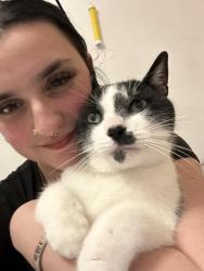 Reunited Male Cat last seen Everest Hakka hse, Toronto, ON M8V 1B6