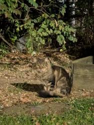 Found/Stray Unknown Cat last seen Ryders Crossing, outside Cold Stone Creamery, Milltown, NJ 08850