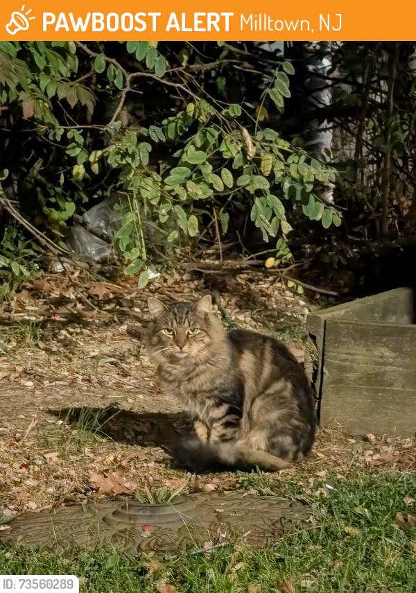 Found/Stray Unknown Cat last seen Ryders Crossing, outside Cold Stone Creamery, Milltown, NJ 08850