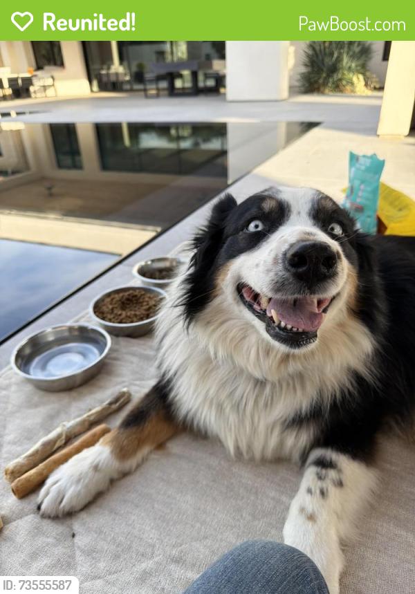Reunited Female Dog last seen Laird Road and Quinn Place, Loomis, Loomis, CA 95650