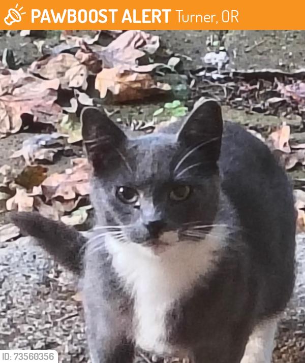 Found/Stray Female Cat last seen Parrish Gap & Valley View, Turner, OR 97392