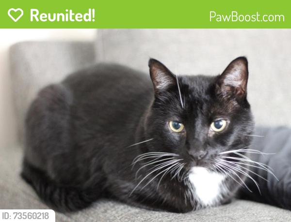 Reunited Male Cat last seen Eskew dr. Casey lane, Columbia, TN 38401