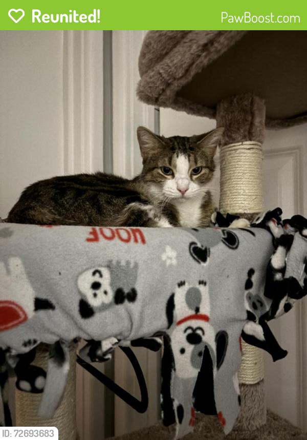 Reunited Female Cat last seen school st and church st by addison police station, Addison, IL 60101
