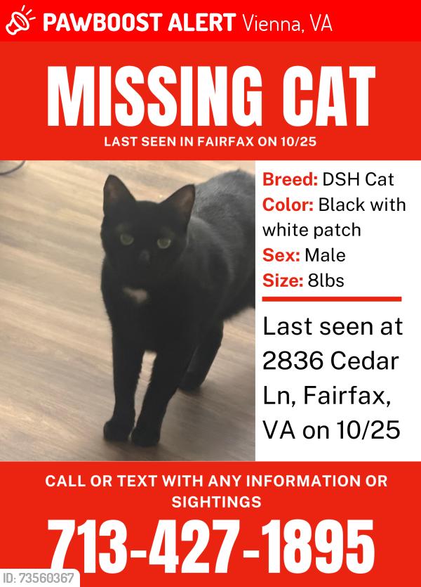 Lost Male Cat last seen Cedar Lane, Vienna, VA 22180