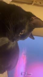 Reunited Male Cat last seen North Garrison ave and e 28th st n, Tulsa, OK 74106