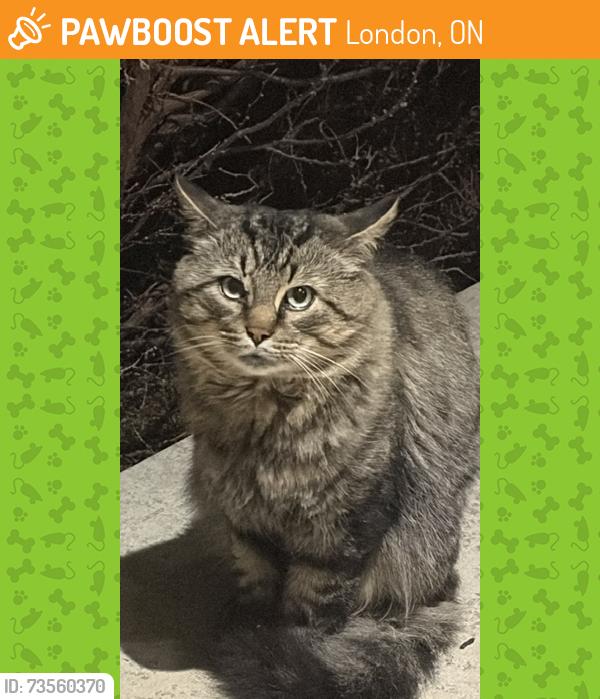 Found/Stray Unknown Cat last seen Southdale and White Oaks Road, London, ON 