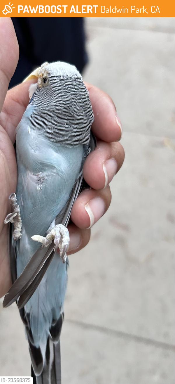 Found/Stray Unknown Bird last seen Baldwin park Blvd, Baldwin Park, CA 91706
