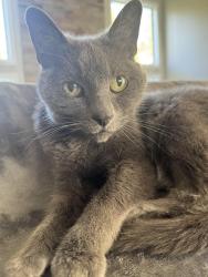 Lost Female Cat last seen Near /Stony Hill, Hinckley, OH 44233
