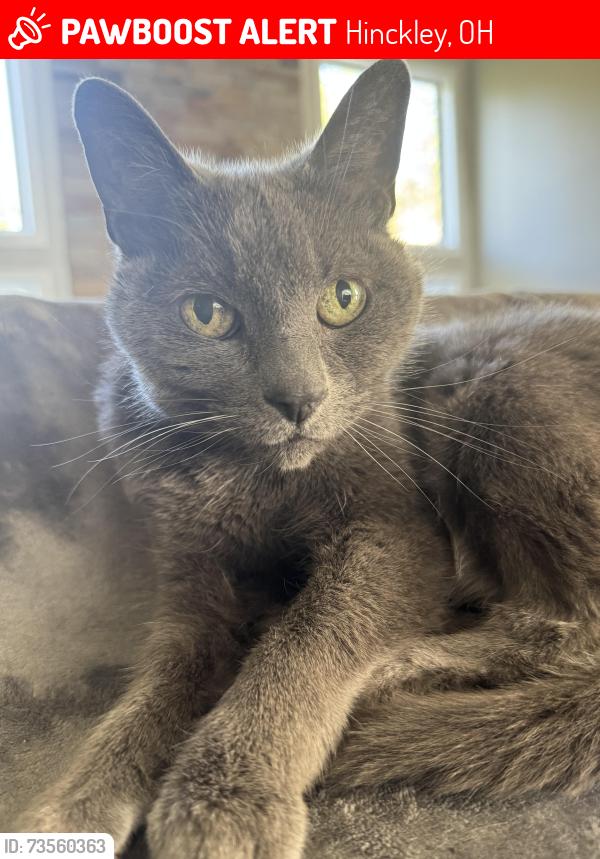 Lost Female Cat last seen Near /Stony Hill, Hinckley, OH 44233