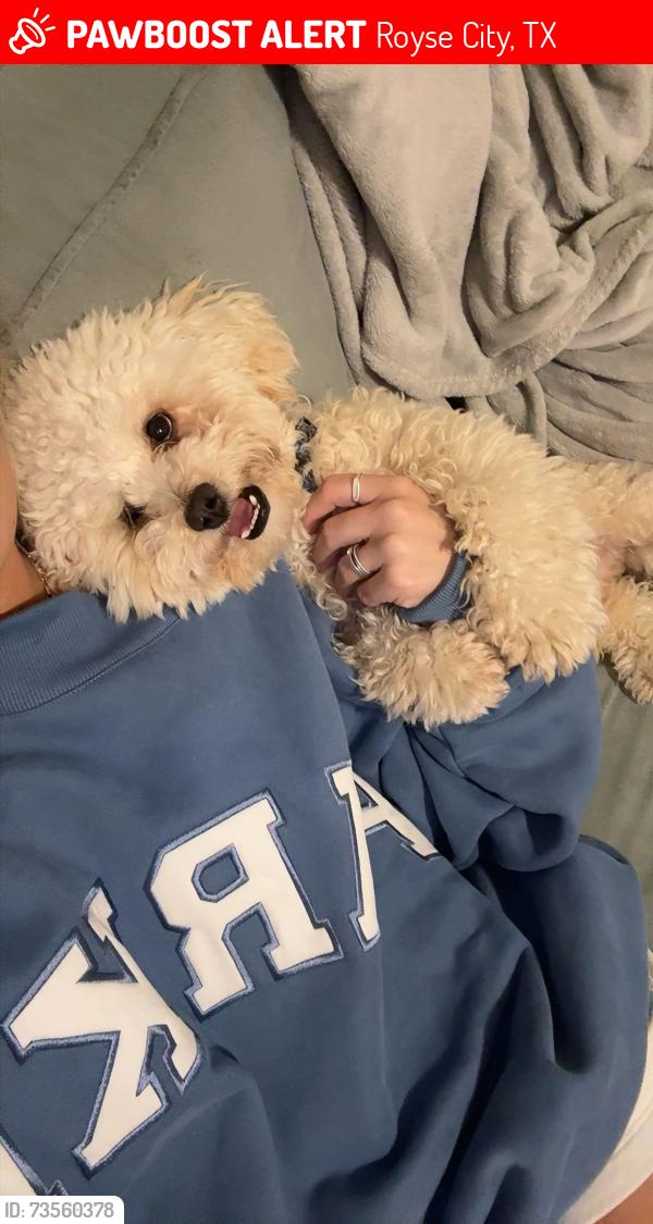 Lost Male Dog last seen Indian grass dr, Royse City, TX 75189