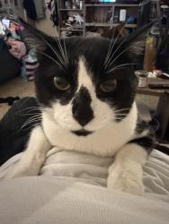 Reunited Male Cat last seen Wallace and Prarie Grandville, Grandville, MI 49418