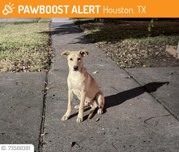 Found/Stray Male Dog last seen 16th and Oxford, Houston, TX 77008