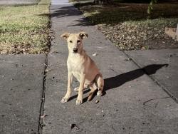 Found/Stray Male Dog last seen 16th and Oxford, Houston, TX 77008