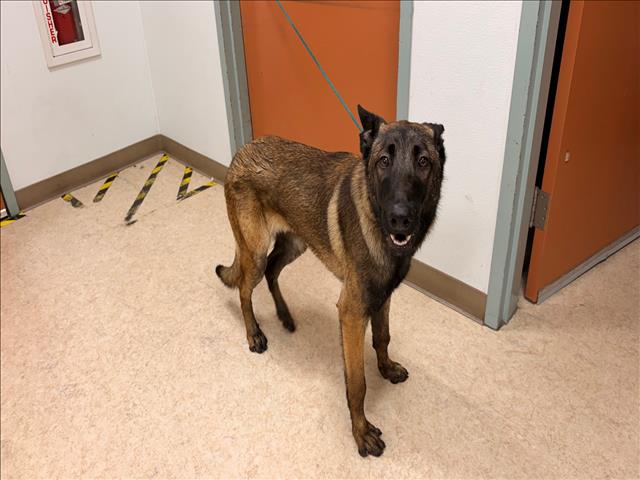 Shelter Stray Male Dog last seen , 957 N Gaffey St, San Pedro, CA 90731, USA