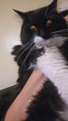 Reunited Female Cat last seen Near ward pl, Hartford, CT 06106