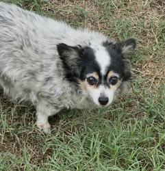 Lost Female Dog last seen Holt & white, Pomona, CA 91768