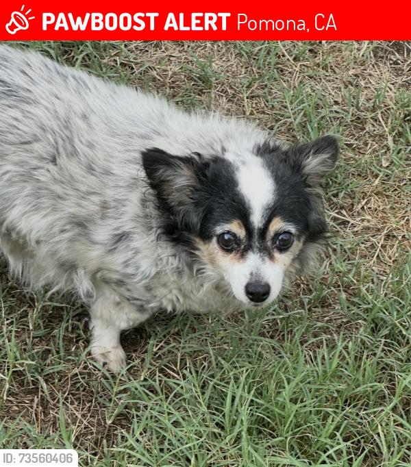 Lost Female Dog last seen Holt & white, Pomona, CA 91768