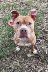 Shelter Stray Female Dog last seen Near COVINGTON HIGHWAY, 30032, GA, 3280 Chamblee Dunwoody Rd, Chamblee, GA 30341, USA