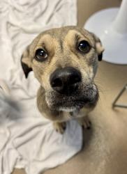Shelter Stray Female Dog last seen , , GA, 3280 Chamblee Dunwoody Rd, Chamblee, GA 30341, USA