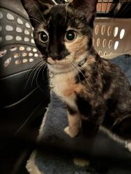 Found/Stray Female Cat last seen 68th Street & Lemon Ave, Long Beach, CA 90805