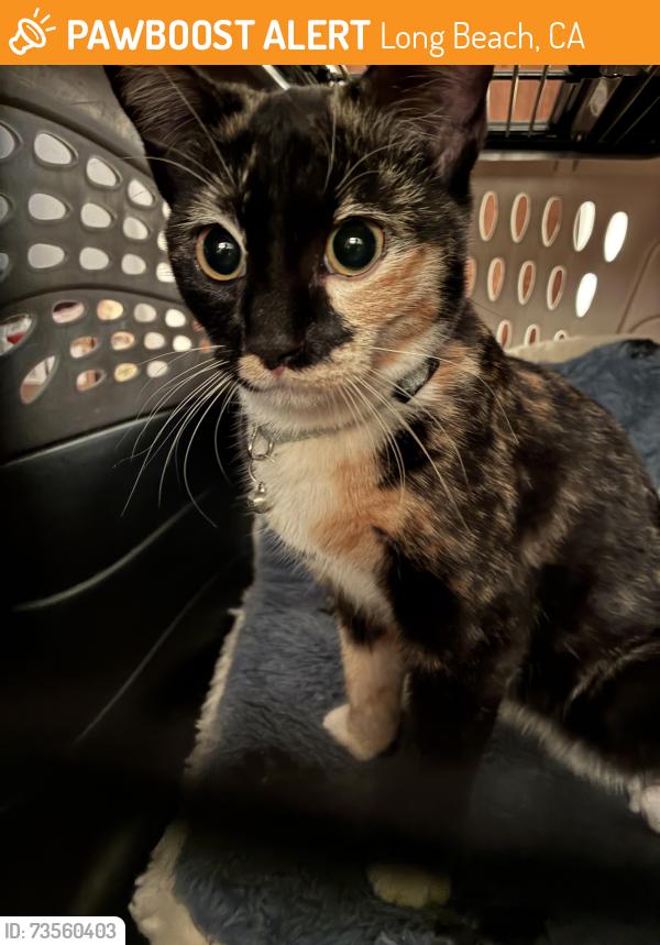 Found/Stray Female Cat last seen 68th Street & Lemon Ave, Long Beach, CA 90805