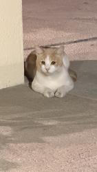 Found/Stray Unknown Cat last seen Tustin Ave & Chapman Ave, Orange, CA 92866