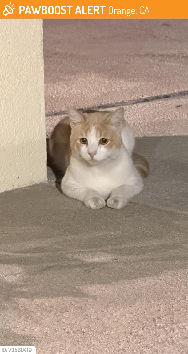 Found/Stray Unknown Cat last seen Tustin Ave & Chapman Ave, Orange, CA 92866